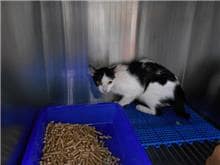 【待認養】混種貓 貓 (女生) - 桃園市動物保護教育園區