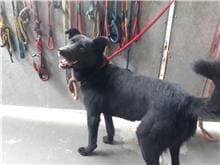 【待認養】混種犬 狗 (男生) - 新北市五股區公立動物之家