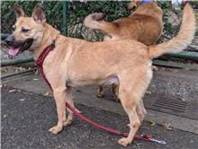 【待認養】混種犬 狗 (女生) - 臺北市動物之家