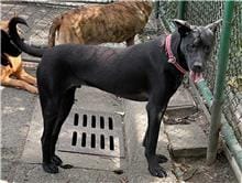 【待認養】混種犬 狗 (男生) - 臺北市動物之家