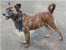 【待認養】混種犬 狗 (男生) - 臺北市動物之家