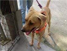 【待認養】混種犬 狗 (男生) - 新北市五股區公立動物之家