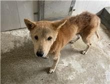 【待認養】混種犬 狗 (女生) - 金門縣動物收容中心