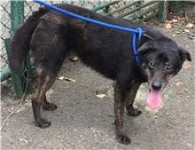 【待認養】混種犬 狗 (男生) - 臺北市動物之家