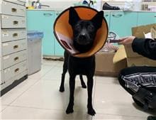 【待認養】混種犬 狗 (男生) - 臺北市動物之家