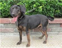 【待認養】混種犬 狗 (女生) - 南投縣公立動物收容所