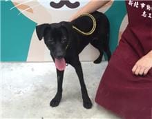 【待認養】混種犬 狗 (女生) - 新北市新店區公立動物之家