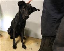 【待認養】混種犬 狗 (女生) - 臺北市動物之家