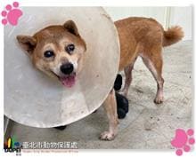 【待認養】柴犬 狗 (男生) - 臺北市動物之家