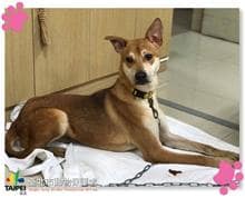 【待認養】混種犬 狗 (男生) - 臺北市動物之家