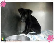 【待認養】混種犬 狗 (女生) - 臺北市動物之家