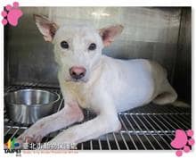 【待認養】混種犬 狗 (男生) - 臺北市動物之家
