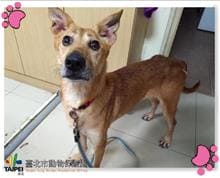 【待認養】混種犬 狗 (女生) - 臺北市動物之家
