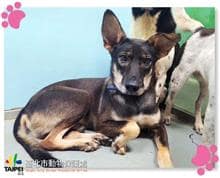 【待認養】混種犬 狗 (男生) - 臺北市動物之家