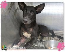 【待認養】混種犬 狗 (男生) - 臺北市動物之家