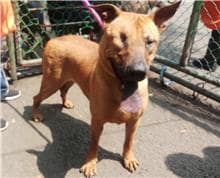 【待認養】混種犬 狗 (男生) - 臺北市動物之家