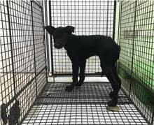 【待認養】混種犬 狗 (女生) - 金門縣動物收容中心