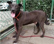 【待認養】混種犬 狗 (男生) - 臺北市動物之家