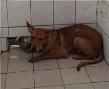 【待認養】混種犬 狗 (男生) - 連江縣動物之家