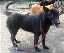 【待認養】混種犬 狗 (女生) - 臺北市動物之家