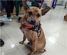 【待認養】混種犬 狗 (男生) - 臺北市動物之家