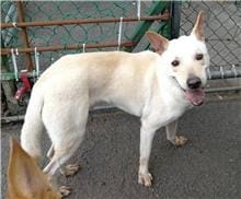 【待認養】混種犬 狗 (男生) - 臺北市動物之家