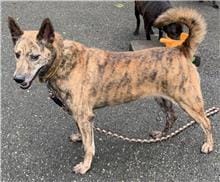 【待認養】混種犬 狗 (女生) - 臺北市動物之家