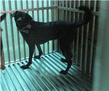 【待認養】混種犬 狗 (女生) - 南投縣公立動物收容所