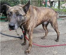 【待認養】混種犬 狗 (男生) - 臺北市動物之家