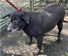 【待認養】混種犬 狗 (女生) - 臺北市動物之家