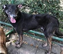 【待認養】混種犬 狗 (男生) - 臺北市動物之家