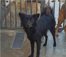 【待認養】混種犬 狗 (女生) - 金門縣動物收容中心