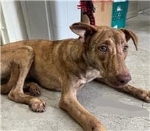 【待認養】混種犬 狗 (女生) - 臺北市動物之家