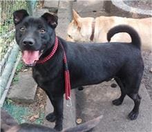 【待認養】混種犬 狗 (男生) - 臺北市動物之家