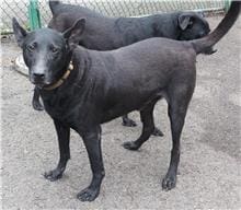 【待認養】混種犬 狗 (男生) - 臺北市動物之家