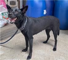 【待認養】混種犬 狗 (女生) - 新北市新店區公立動物之家