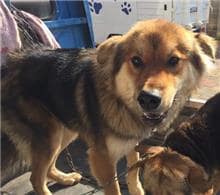 【待認養】混種犬 狗 (男生) - 金門縣動物收容中心