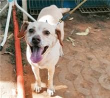 【待認養】混種犬 狗 (女生) - 臺中市動物之家南屯園區