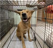 【待認養】混種犬 狗 (男生) - 金門縣動物收容中心
