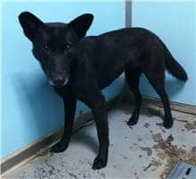 【待認養】混種犬 狗 (女生) - 臺北市動物之家