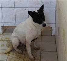 【待認養】混種犬 狗 (男生) - 連江縣流浪犬收容中心