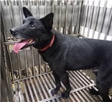 【待認養】混種犬 狗 (男生) - 新北市板橋區公立動物之家