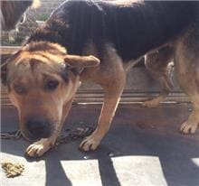 【待認養】混種犬 狗 (男生) - 金門縣動物收容中心