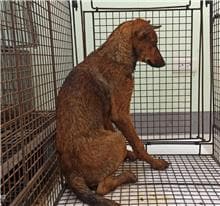 【待認養】混種犬 狗 (男生) - 金門縣動物收容中心