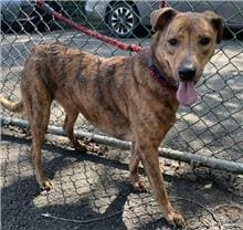 【待認養】混種犬 狗 (男生) - 臺北市動物之家