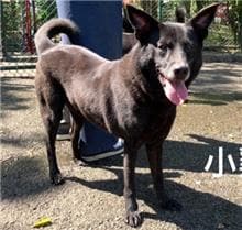 【待認養】混種犬 狗 (男生) - 臺北市動物之家