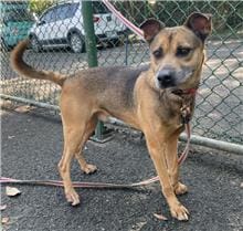 【待認養】混種犬 狗 (男生) - 臺北市動物之家