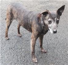 【待認養】混種犬 狗 (女生) - 臺北市動物之家