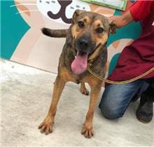 【待認養】混種犬 狗 (男生) - 新北市新店區公立動物之家