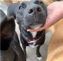 【待認養】混種犬 狗 (女生) - 屏東縣公立犬貓中途之家